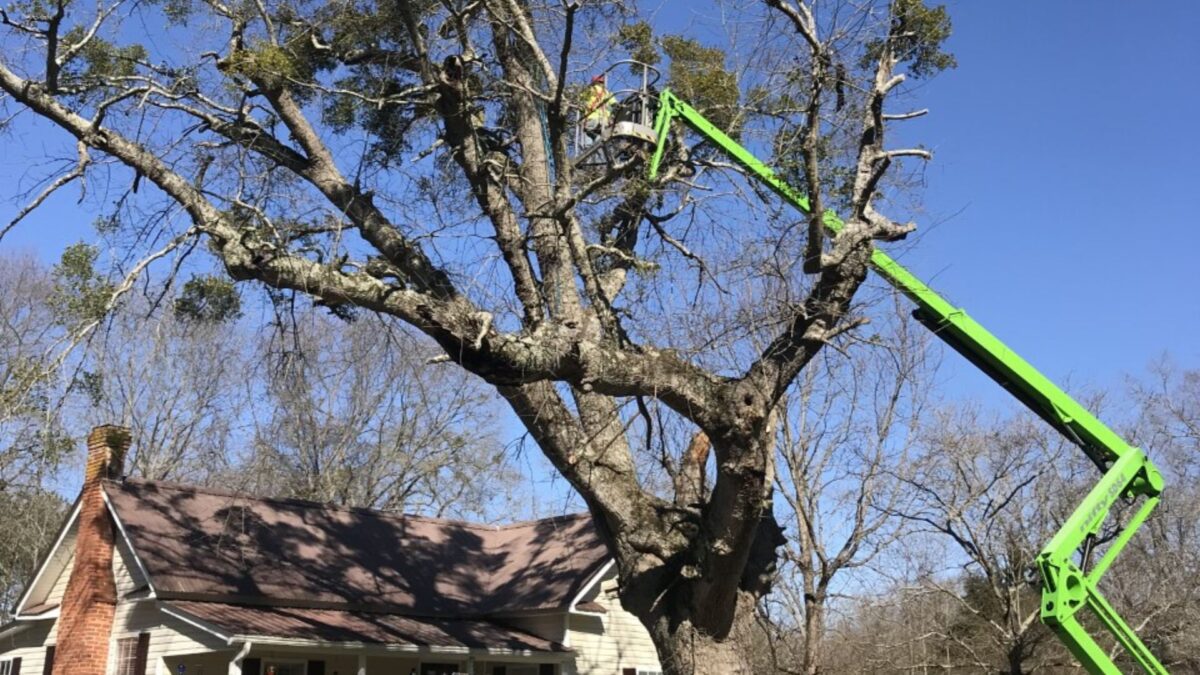 Storm-Resistant Trees