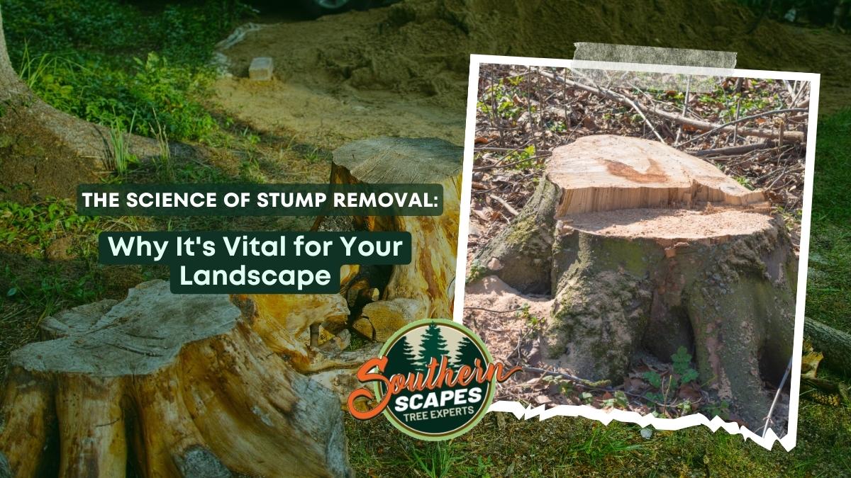 stum-removal